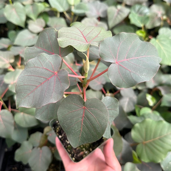 Rock Fig, Petiolate Fig, Ficus Petiolaris, Rare plant in 4" pot