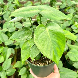 Monstera Deliciosa, Split Leaf, Swiss Cheese Plant, Tropical Plant, Live Houseplant in 4&quot;, 6&quot; pot