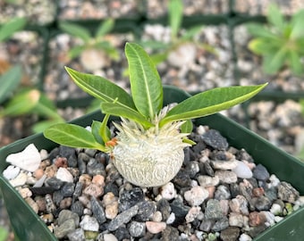 Brevicaule, Rare Succulent, Caudex Plant in 3" pot