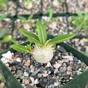 Brevicaule, Rare Succulent, Caudex Plant in 3" pot