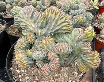 Blue Candle Crested Cactus, Blue Myrtle Crested Cactus, Myrtillocactus Geometrizans "Strictum Cristata", Rare Plant in 4'', 6'', 8'' pot