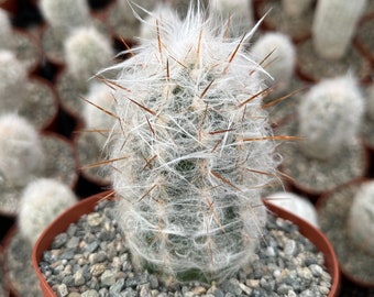 Old Man of the Andes Cactus, Oreocereus Trollii, Live Plant in 3", 4", 6" pot