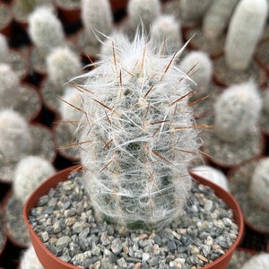 Old Man of the Andes Cactus, Oreocereus Trollii, Live Plant in 3", 4", 6" pot