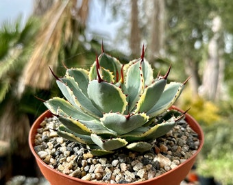 Agave Kissho Kan, Lucky Crown Century Plant, Variegated Succulent in 6" pot