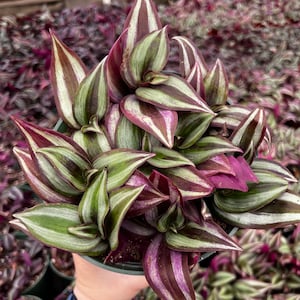 May include: A close-up of a houseplant with green and purple striped leaves. The plant is in a small pot and is being held by a hand.