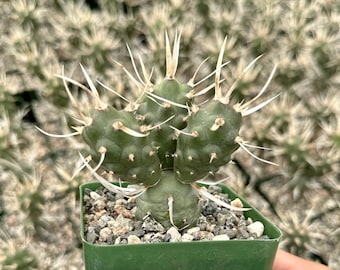 Paper Spine Cactus, Tephrocactus Articulatus, Pine Cone Cactus, Rare Cactus in 3" pot