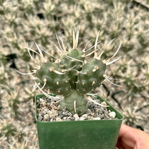 May include: A small green cactus with long white spines growing in a green plastic pot. The cactus is in a close-up view and the background is blurred.
