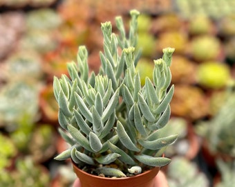 Crassula Mesembryanthemoides Tenelli, Miniature Pine Tree, Potted Succulent, Live Plant in 3", 4", 6" pot