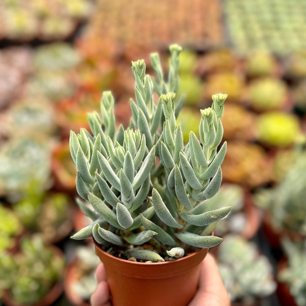 Crassula Mesembryanthemoides Tenelli, Miniature Pine Tree, Potted Succulent, Live Plant in 3", 4", 6" pot