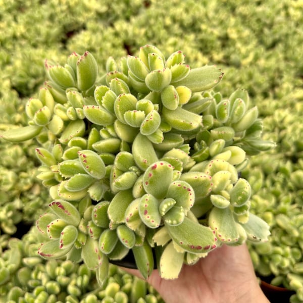 Variegated Bear’s Paw, Cotyledon Tomentosa, Potted Small Succulent, Cute Plant in 2'', 4'', 6" pot