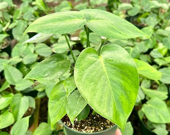 Monstera Deliciosa, Split Leaf, Swiss Cheese Plant, Tropical Plant, Live Houseplant in 4", 6" pot