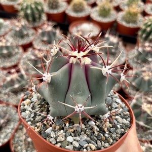 May include: A small, green cactus with red spines and white areoles. The cactus is potted in a brown pot with small, gray rocks.