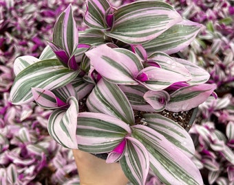 Pink Wandering Jew, Tradescantia Nanouk,  Rare Houseplant in 2", 4'', 6'' pot