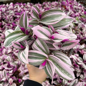 Pink Wandering Jew, Tradescantia Nanouk,  Rare Houseplant in 2", 4'', 6'' pot