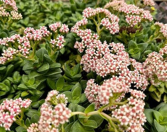 Crassula Rupestris, Spring Time, Kebab Bush, Live Succulent in 4" pot