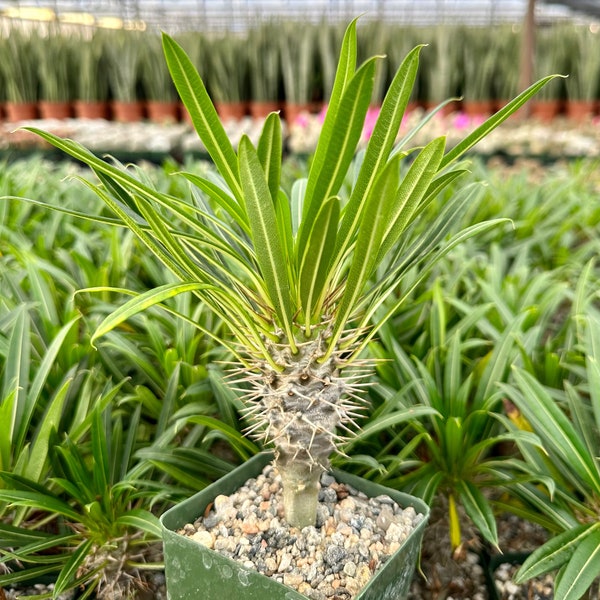 Madagascar Palm, Pachypodium Plant, Rare Succulent in 3" pot