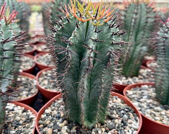 Euphorbia Horrida Boiss, Rare Succulent, Live Plant in 4", 6'' pot