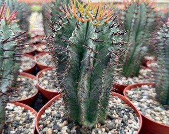 Euphorbia Horrida Boiss, Rare Succulent, Live Plant in 4", 6'' pot