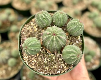 Baseball Plant, Euphorbia Obesa, Rare Plant, Cactus Cluster, Potted Succulent in 3.5'', 6" pot