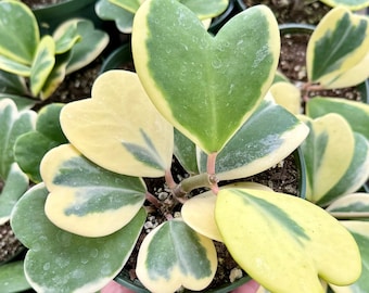 Variegated Heart Leaf Hoya, Variegated Hoya Kerrii, Hoya Kerri, Sweetheart Plant, Live Plant in 2", 4", 6" pot
