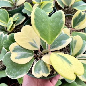 Variegated Heart Leaf Hoya, Variegated Hoya Kerrii, Sweetheart Plant, Live Plant in 2&quot;, 4&quot;, 6&quot; pot