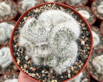 Mammillaria Baumii Crest, White Cactus, Brain Cactus, Crested Cactus, Rare Cactus in 6" pot