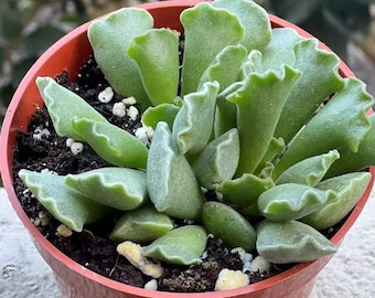 potted lavender plants Lavender