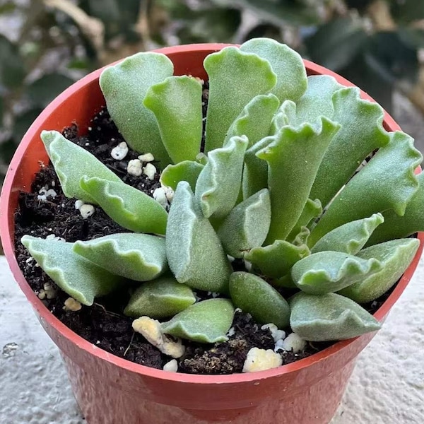 Adromischus Cristatus, Key Lime Pie, Crinkle Leaf Plant, Rare Succulent, Fuzzy Plant, Live Plant in 4" pot