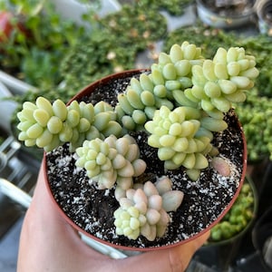 May include: A small terracotta pot filled with succulent plants. The plants are a light green color and have a fleshy texture. The pot is sitting on a person's hand.