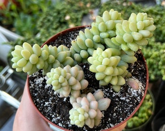 Sedum Burrito, Donkey's Tail, Trailing Succulent, Hanging Plant, 2" 4" pot