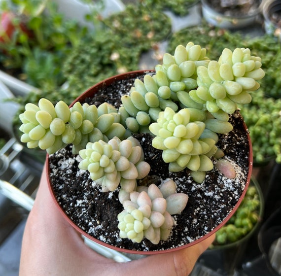 Sedum 'Burrito' Donkey Tail 4 Inch
