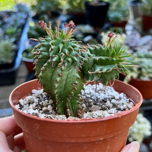 Twisted Euphorbia Cactus, Spiral cactus, Rare succulent, Live Plant in 2'', 4'' pot