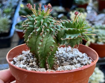 Twisted Euphorbia Cactus, Spiral cactus, Rare succulent, Live Plant in 2'', 4'' pot