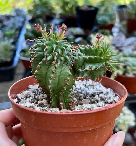 gymnocalycium kaktus Gymnocalycium Mihanovichii Variegated (522W16) main image 1