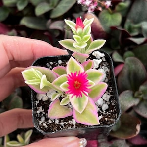 Variegated Baby Sun Rose, Ice Plant, Pink Succulent, Rare Plant in 2" Pot 2” pot
