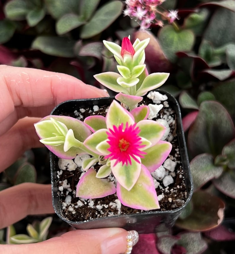 Variegated Baby Sun Rose, Ice Plant, Pink Succulent, Rare Plant in 2" Pot 2” pot