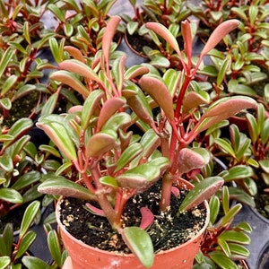 Ruby Glow, Ruby Peperomia, Peperomia Graveolens, Red Houseplant in 4&quot; pot