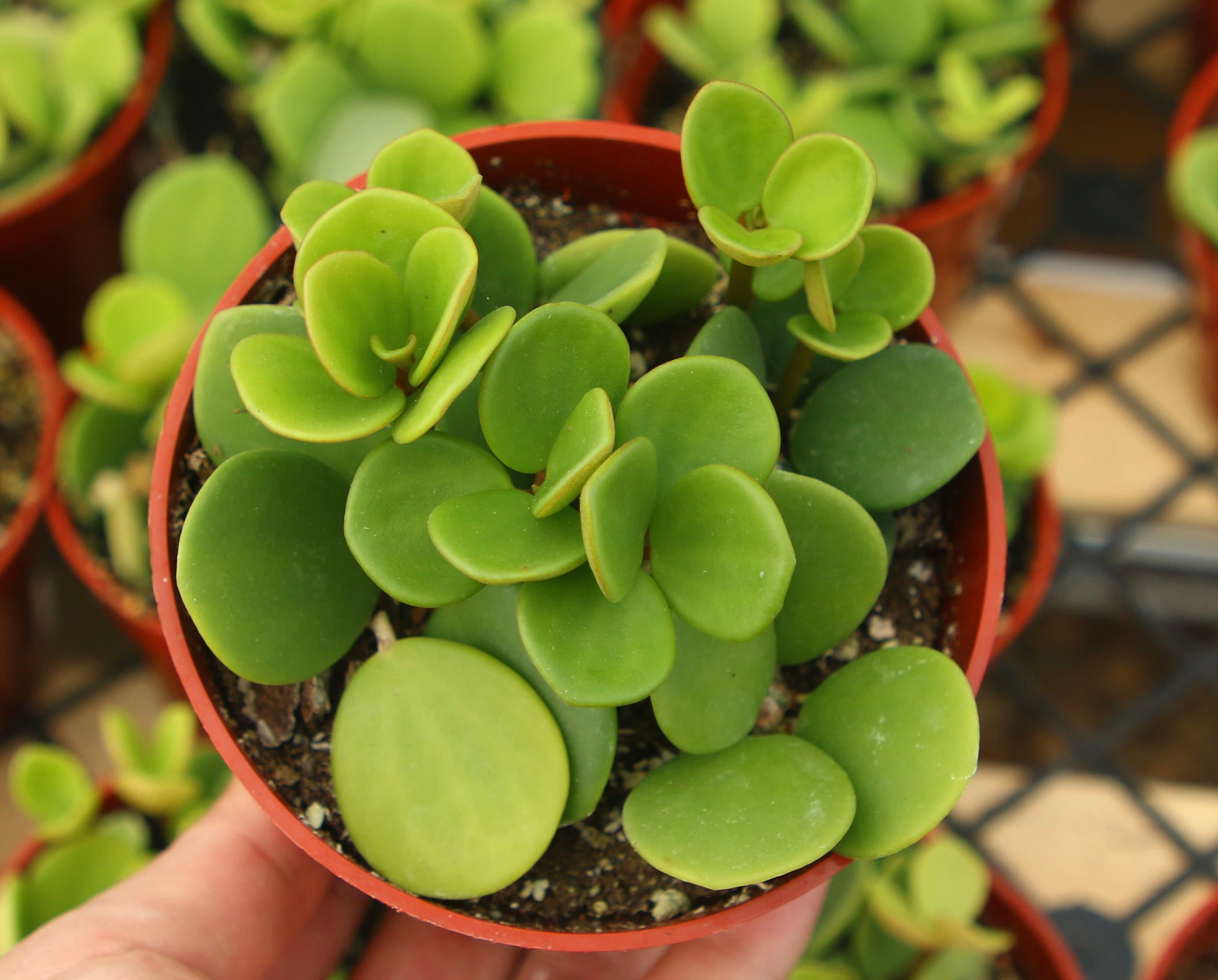buy philodendron micans Philodendron Micans Albo/Pink Variegated (wk19-C)