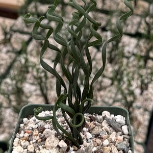 Albuca Bruce Bayeri, Curly Grass, Albuca Plant, Rare Succulent in 4&quot; pot