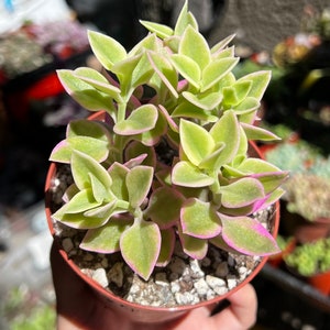 Variegated Baby Sun Rose, Ice Plant, Pink Succulent, Rare Plant in 2" Pot 4” pot