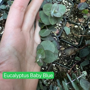 Parvifolia Eucalyptus, Live Evergreen Tree, Unique Plant, Baby Tree, Live Plant in 2.5'' pot image 9