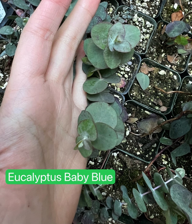 Parvifolia Eucalyptus, Live Evergreen Tree, Unique Plant, Baby Tree, Live Plant in 2.5'' pot image 9