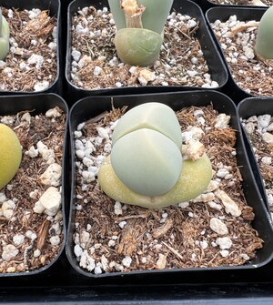 Argyroderma Delaetii - Plante Succulente Rare Type 'pierre Vivante' - Diamètre ~1cm - Livrée Racines Coupées Pour Plantation Facile
