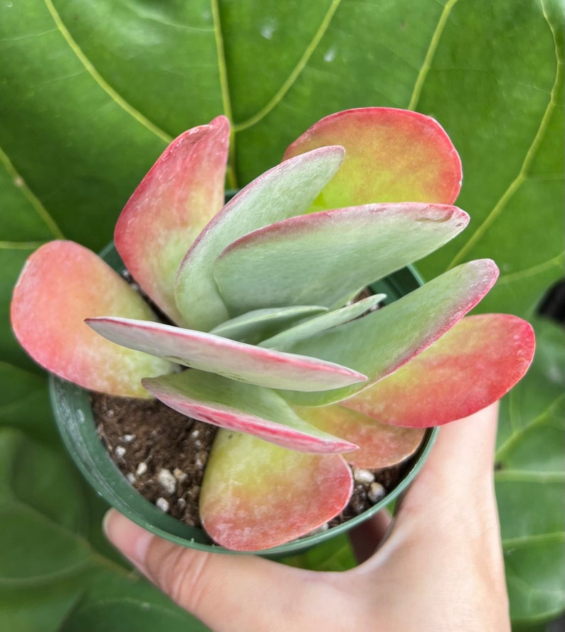 Puede incluir: Una planta suculenta en maceta con hojas grandes, redondeadas, de color verde claro con bordes rosas y rojos. La planta est&aacute; en una maceta verde peque&ntilde;a, sostenida por una mano, con una hoja verde grande en el fondo. Las hojas son planas.