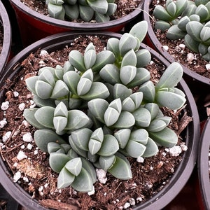 Ice Plant Corpuscularia Lehmannii Rare Succulent in 2” pot, 4”pot