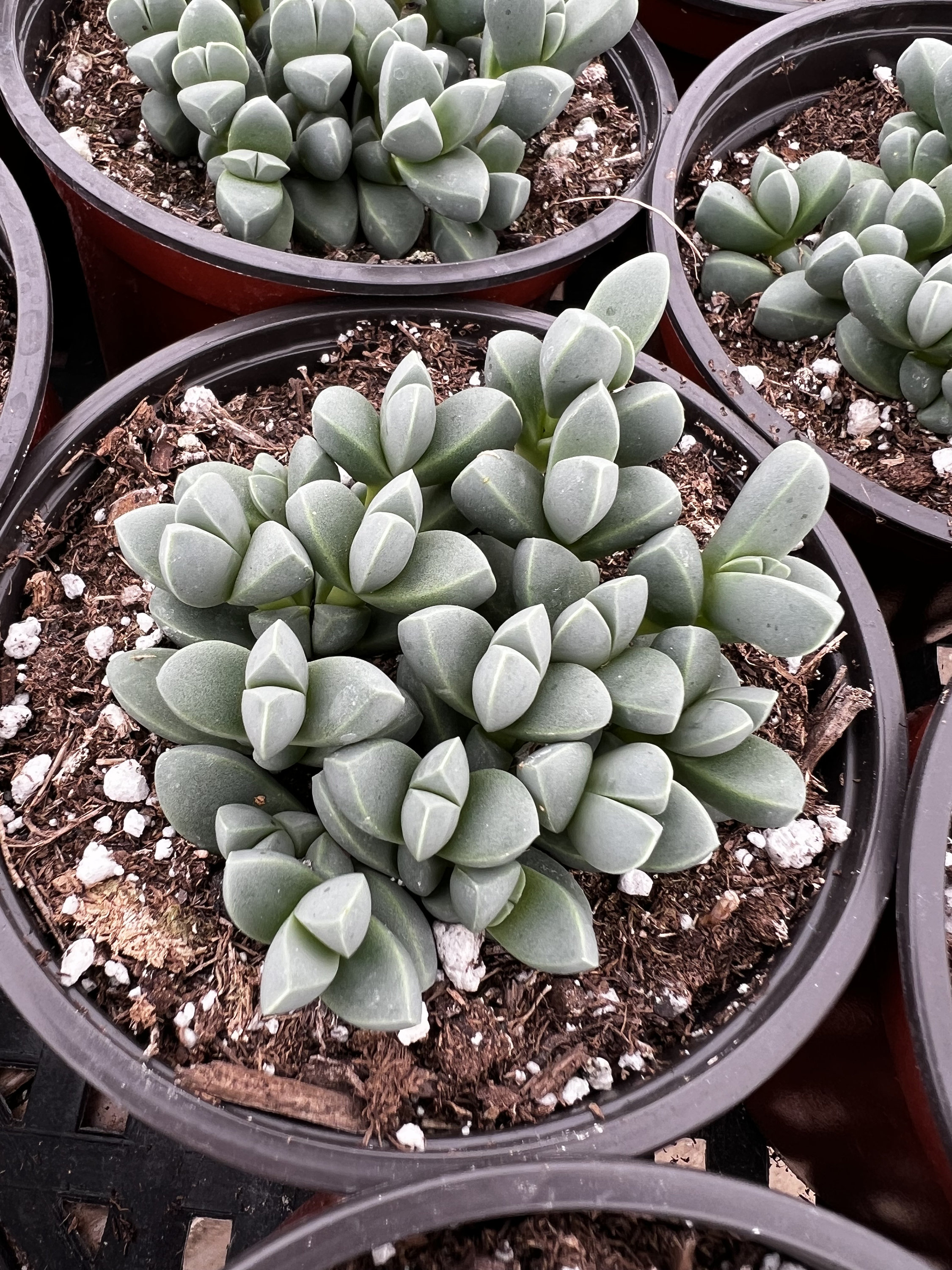 Plante à glace Corpuscularia Lehmannii Rare succulente en pot de 2 po., pot de 4 po.