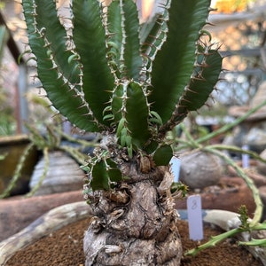 Euphorbia Mlanjeana, Exotic Rare Plant, Unique Plant Collection, Ship in Bare Root image 4