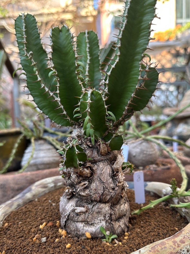 Euphorbia Mlanjeana, Exotic Rare Plant, Unique Plant Collection, Ship in Bare Root image 4