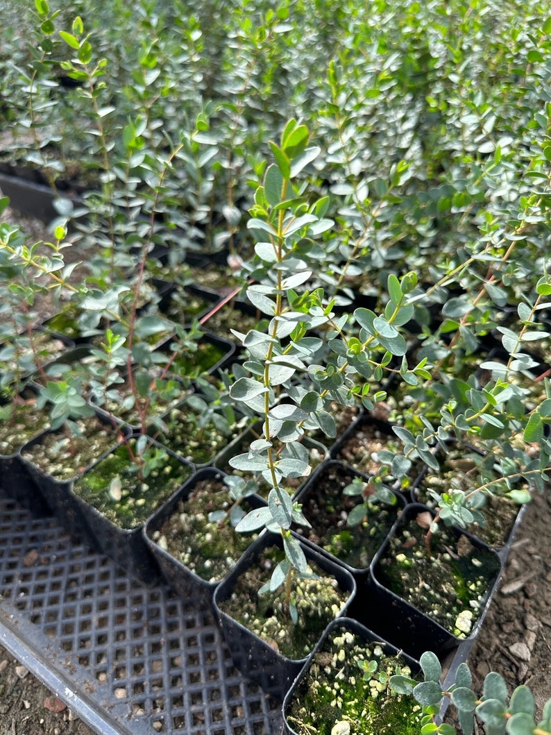 Parvifolia Eucalyptus, Live Evergreen Tree, Unique Plant, Baby Tree, Live Plant in 2.5'' pot Parvifolia 2.5"