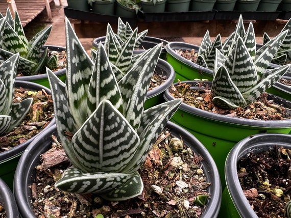 Tiger Aloe, Aloe Variegata, Rare Succulent, Live Plant in 4'' Pot - Etsy